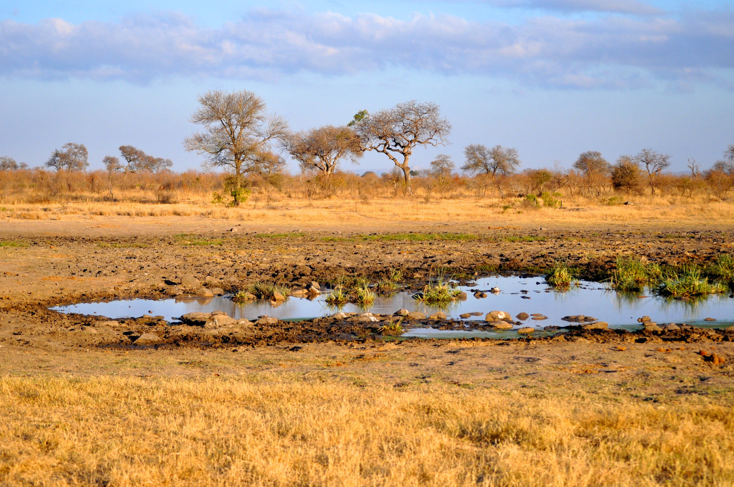 AFRIQUE